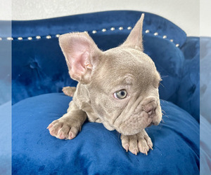 French Bulldog Puppy for sale in WASHINGTON, DC, USA