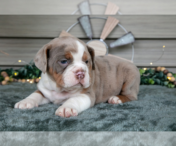 Medium Photo #22 Beabull Puppy For Sale in MILLERSBURG, OH, USA