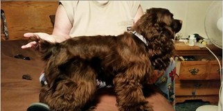 Mother of the Cocker Spaniel puppies born on 09/20/2016