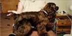 Small Photo #1 Cocker Spaniel Puppy For Sale in TROY, TN, USA