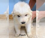 Puppy Peach Great Pyrenees