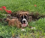 Small #9 Boxer