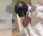 Puppy 3 Poodle (Standard)