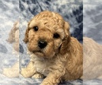 Puppy 6 Cavapoo