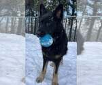 Small German Shepherd Dog