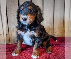Bernedoodle-Poodle (Miniature) Mix Puppy for sale in STANLEY, WI, USA