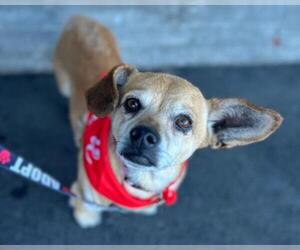 Chihuahua-Unknown Mix Dogs for adoption in Martinez, CA, USA