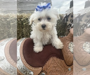 Maltese Puppy for sale in LANCASTER, MO, USA