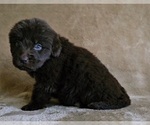 Small #2 Newfoundland