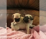Small #4 Pug