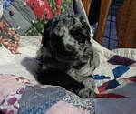 Small #3 Poodle (Standard)