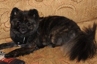 Mother of the Pomeranian puppies born on 12/11/2018