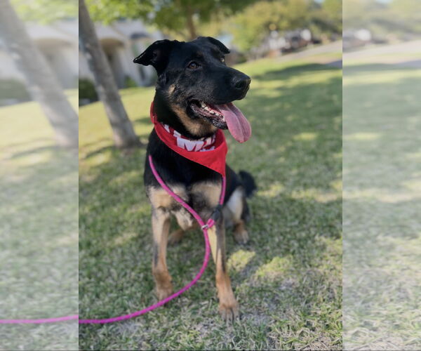 Medium Photo #2 German Shepherd Dog-Unknown Mix Puppy For Sale in Euless, TX, USA