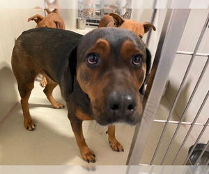 Labrador Retriever-Unknown Mix Dogs for adoption in Bakersfield, CA, USA