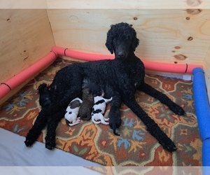 Mother of the Poodle (Standard) puppies born on 07/15/2022