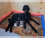 Small Photo #1 Poodle (Standard) Puppy For Sale in ALBUQUERQUE, NM, USA