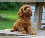 Small #4 Cavalier King Charles Spaniel-Poodle (Toy) Mix