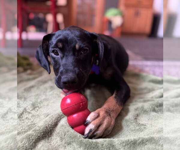 Medium Photo #3 Labrenees Puppy For Sale in Oak Bluffs, MA, USA
