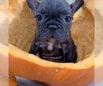 Small Photo #8 French Bulldog Puppy For Sale in ROYAL PALM BEACH, FL, USA