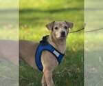 Small Photo #4 Dachshund-Unknown Mix Puppy For Sale in Arlington, VA, USA