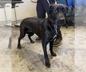 Labrador Retriever Dogs for adoption in Camarillo, CA, USA