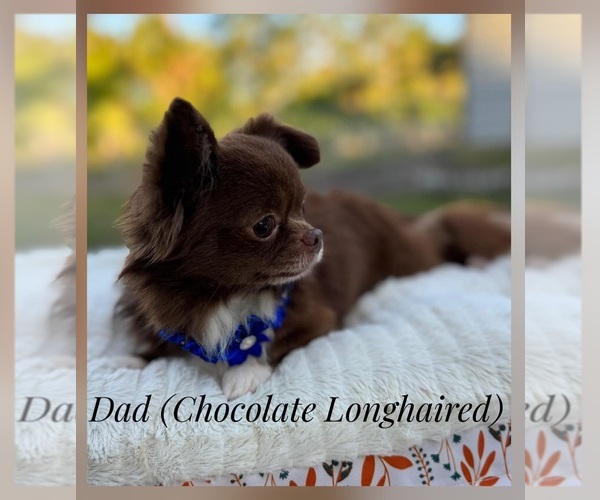 Medium Photo #1 Chihuahua Puppy For Sale in CAPE CORAL, FL, USA