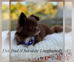 Small Photo #1 Chihuahua Puppy For Sale in CAPE CORAL, FL, USA