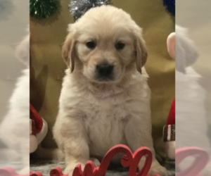 Golden Retriever Puppy for sale in BURLESON, TX, USA