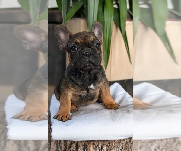 Medium Photo #4 French Bulldog Puppy For Sale in GOSHEN, IN, USA
