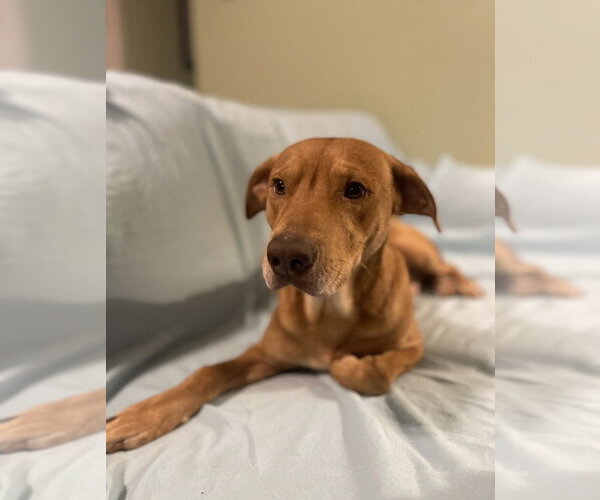 Medium Photo #3 Mountain Cur-Unknown Mix Puppy For Sale in Boston, MA, USA