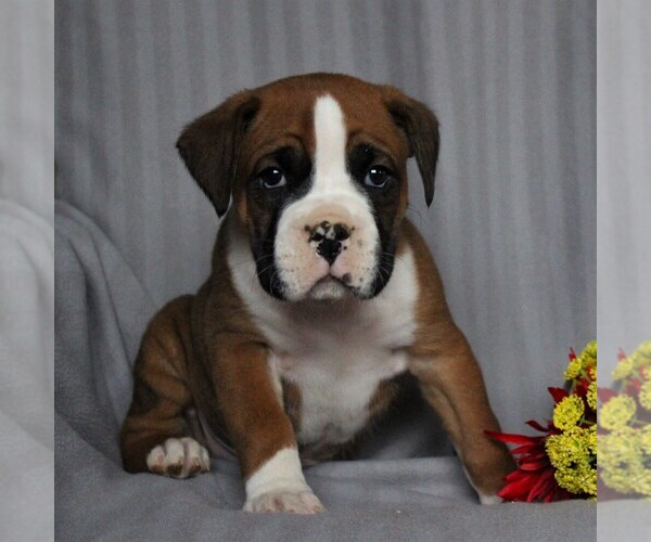 Medium Photo #1 Boxer Puppy For Sale in NEW HOLLAND, PA, USA