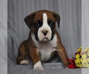 Boxer Puppy for sale in NEW HOLLAND, PA, USA