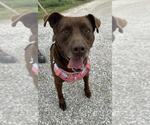 Small American Pit Bull Terrier-Labrador Retriever Mix