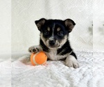 Small #2 Miniature Australian Shepherd-Pomsky Mix