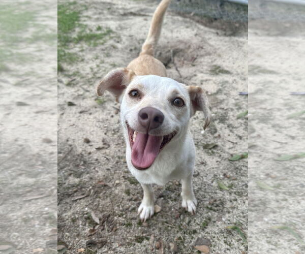 Medium Photo #4 Mutt Puppy For Sale in Eastman, GA, USA