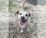 Small #3 Mutt