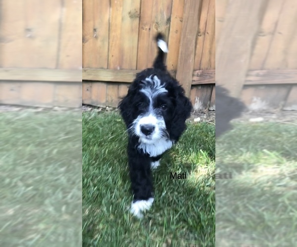 Medium Photo #39 Bernedoodle Puppy For Sale in MIAMISBURG, OH, USA