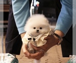 Small Photo #2 Pomeranian Puppy For Sale in CHINO HILLS, CA, USA