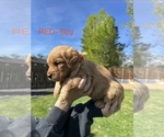 Small Photo #15 Australian Labradoodle Puppy For Sale in STAR, ID, USA