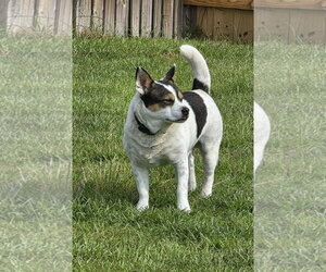 JP - Male Mutt Dog for Adoption - Photo #3