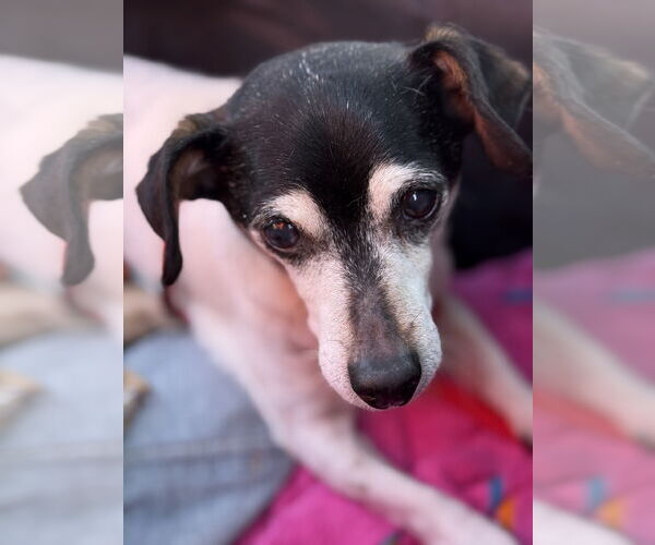 Medium Photo #3 Mutt Puppy For Sale in Middlesex, NC, USA