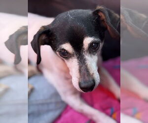 Cookie - Female Mutt Dog for Adoption - Photo #3