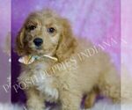 Small #2 Goldendoodle (Miniature)