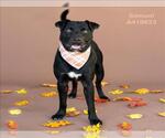 Small Labrador Retriever Mix