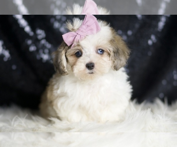 Medium Photo #6 Maltipoo Puppy For Sale in WARSAW, IN, USA