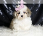 Small #5 Maltipoo