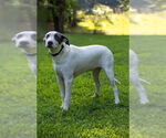 Small #2 American Bulldog-Whippet Mix
