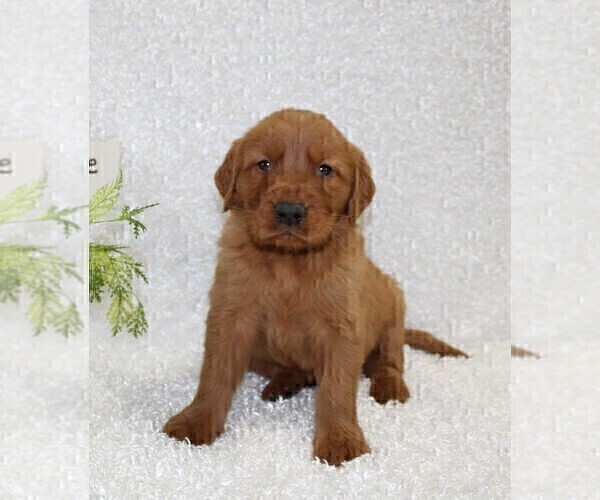 Medium Photo #3 Golden Retriever Puppy For Sale in STANLEY, WI, USA