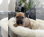 Small #2 Labrador Retriever Mix