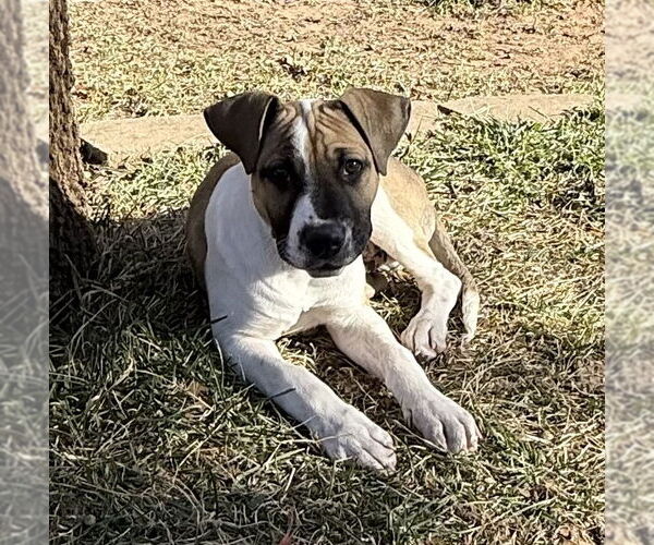 Medium Photo #12 Mutt Puppy For Sale in OKLAHOMA CITY, OK, USA